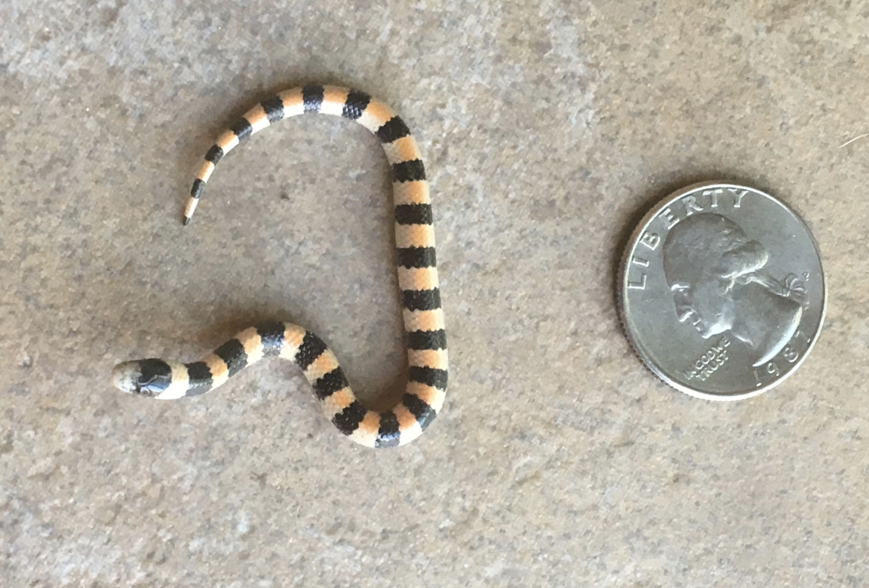 Southern Arizona snakes
